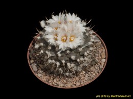 Turbinicarpus schmiedickeanus ssp. macrochele 612